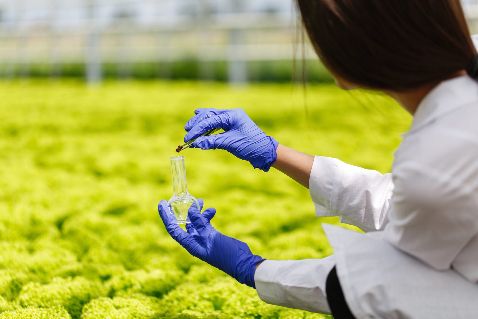 Estudo busca proteger alface de contaminação