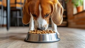 Surto de Salmonella associado a ração para cães no Canadá