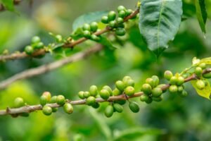 Café especial a partir de grãos verdes criado pela UFU