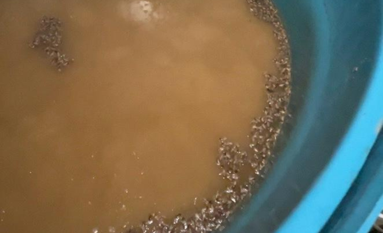 Mapa apreende 75 mil litros de cachaça clandestina em Criciúma (SC)