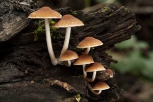 Alerta na França: Centenas de pessoas envenenadas por cogumelos